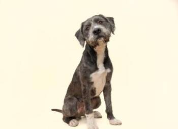 Mixed Breed Dogs Available for Adoption in Fort Worth, Texas - Baxter | PetCurious
