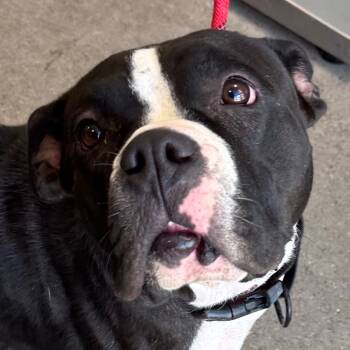 Rescue Mixed Breed Dogs for Adoption in Las Cruces, New Mexico - Mitzi | PetCurious