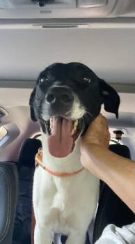 Serenity -  Labrador Retriever Dog for Adoption in Crystal Lake, Illinois - Serenity | PetCurious