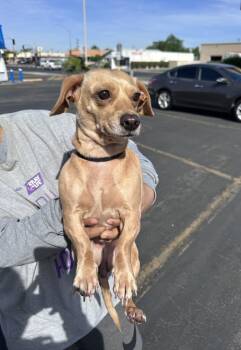 Dachshund and Chihuahua Dogs Available for Adoption in New York, New York - Dandelion | PetCurious