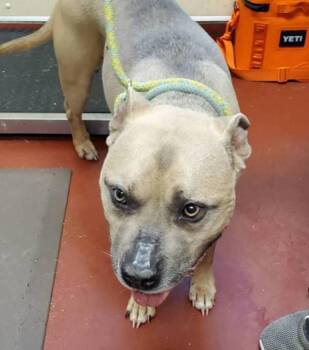 Mr. Ham -  Pit Bull Terrier Dog for Adoption in Salisbury, Maryland - Mr. Ham | PetCurious