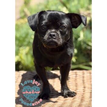 Tug COH -  Puggle Dog for Adoption in Inglewood, California - Tug COH | PetCurious
