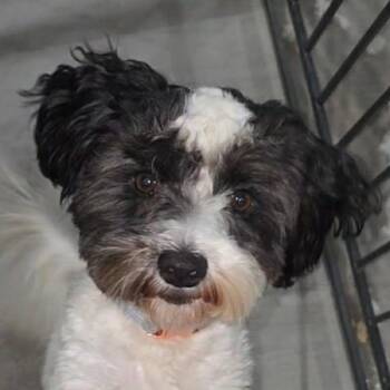 Votto (20260823-04) -  Maltese and Schnauzer Dog for Adoption in Niagara Falls, Ontario - Votto (20260823-04) | PetCurious