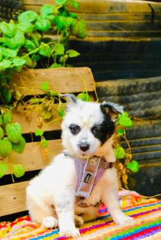 Meadow -  Border Collie and Cattle Dog Dog for Adoption in San Diego, California - Meadow | PetCurious