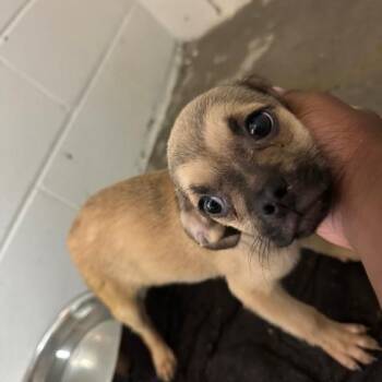 Jack -  Pug Dog for Adoption in Enterprise, Alabama - Jack | PetCurious