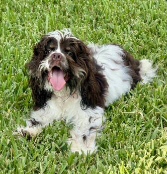 Miss Willow -  Cocker Spaniel Dog for Adoption in Cape Coral, Florida - Miss Willow | PetCurious