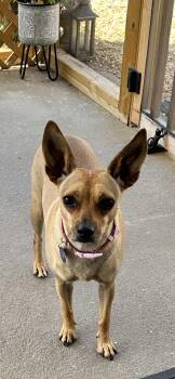 Rescue Chihuahua Dogs for Adoption in Roswell, Georgia - Zsa Zsa | PetCurious