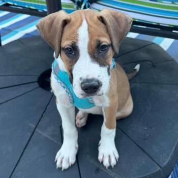 Shepherd Dogs Available for Adoption in Parker, Colorado - 541 (2026) Ziggy | PetCurious