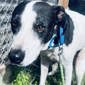Wayne -  American Bulldog and Hound Dog for Adoption in Austin, Texas - Wayne | PetCurious