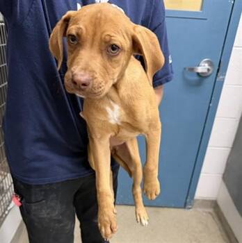 Pit Bull Terrier and Mixed Breed Dogs Available for Adoption in St. Louis, Missouri - MAIZIE | PetCurious