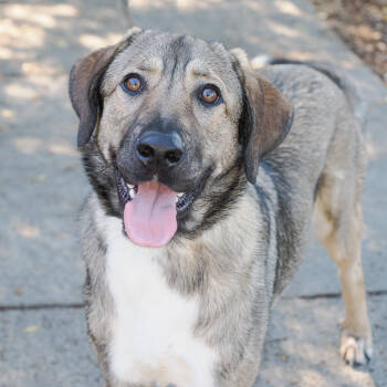 Rescue Anatolian Shepherd and Mixed Breed Dogs for Adoption in Richmond, California - BAILEY | PetCurious