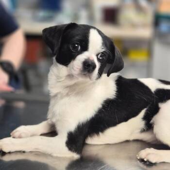 Chihuahua Dogs Available for Adoption - Bowser | PetCurious