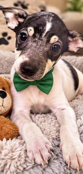 JADEN -  Rat Terrier Dog for Adoption in Margate, Florida - JADEN | PetCurious