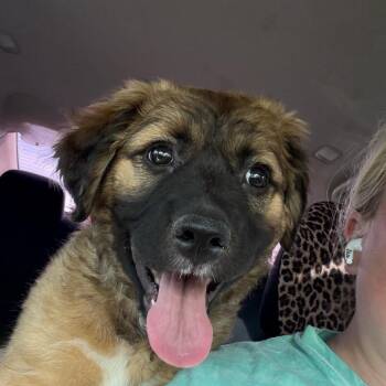 German Shepherd Dog and Mixed Breed Dogs Available for Adoption in Hohenwald, Tennessee - Queen | PetCurious