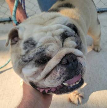 Mach II -  English Bulldog Dog for Adoption in Severance, Colorado - Mach II | PetCurious
