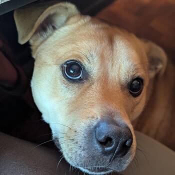 Dinker -  Shiba Inu and Mixed Breed Dog for Adoption in Fayetteville, Arkansas - Dinker | PetCurious