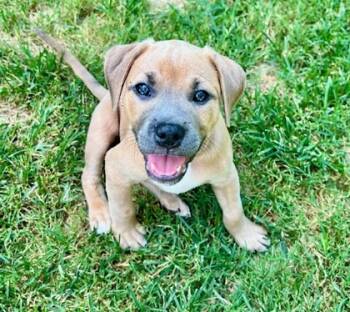 Rescue Terrier and Mixed Breed Dogs for Adoption in Malvern, Pennsylvania - Moira | PetCurious