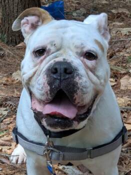 Princess -  Mixed Breed Dog for Adoption in Swanzey, New Hampshire - Princess | PetCurious