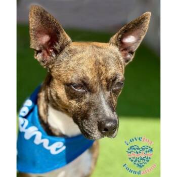 Hound Dogs Available for Adoption in Inglewood, California - Lambert COH | PetCurious