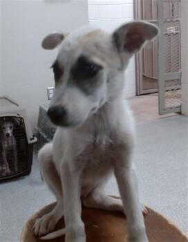 A185181 -  German Shepherd Dog and Mixed Breed Dog Available for Adoption in Pasadena, Texas - A185181 | PetCurious