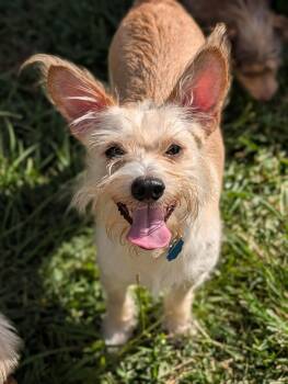 Pierre -  Wirehaired Terrier Dog for Adoption in Baton Rouge, Louisiana - Pierre | PetCurious