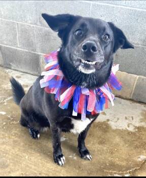 Rescue Border Collie and Basset Hound Dogs for Adoption in Waggaman, Louisiana - Sunshine | PetCurious