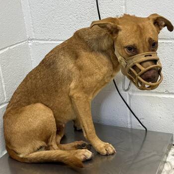 Tina -  Black Mouth Cur and Terrier Dog for Adoption in Hattiesburg, Mississippi - Tina | PetCurious