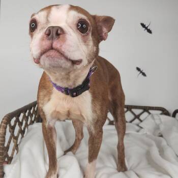 Ruby -  Boston Terrier Dog for Adoption in Fort Wayne, Indiana - Ruby | PetCurious