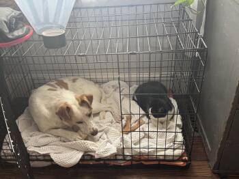 Labrador Retriever and Cattle Dog Dogs Available for Adoption in Doylestown, Pennsylvania - Pickles | PetCurious