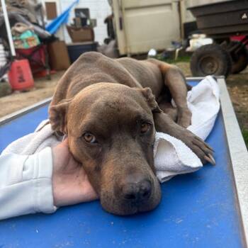 Mixed Breed Dogs Available for Adoption - Benito | PetCurious