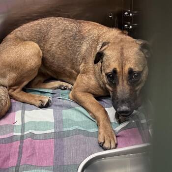 Mixed Breed Dogs Available for Adoption in Memphis, Tennessee - Hailey | PetCurious