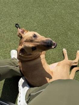Labrador Retriever and Mixed Breed Dogs Available for Adoption in Fishers, Indiana - Mando | PetCurious