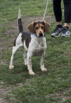 Beagle Dogs Available for Adoption in Wantagh, New York - Willie | PetCurious