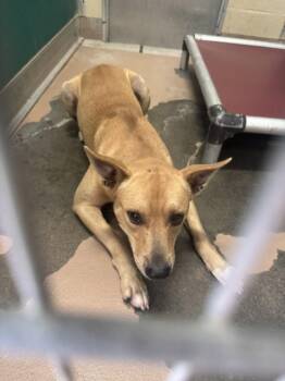 RIZZ -  Pit Bull Terrier and Mixed Breed Dog for Adoption in Texas City, Texas - RIZZ | PetCurious