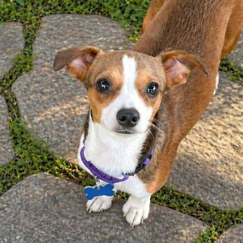 Chihuahua Dogs Available for Adoption in Boerne, Texas - Sweet Pea | PetCurious
