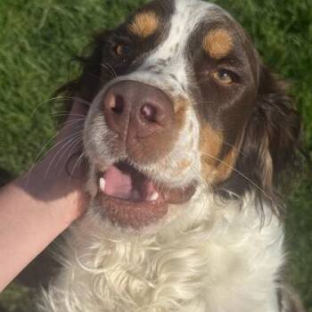 Scout -  English Springer Spaniel Dog Available for Adoption in East Montpelier, Vermont - Scout | PetCurious