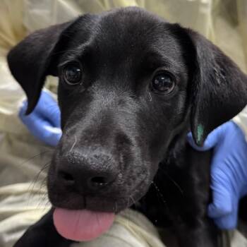Quinoa -  Mixed Breed and Black Labrador Retriever Dog for Adoption in Salt Lake City, Utah - Quinoa | PetCurious
