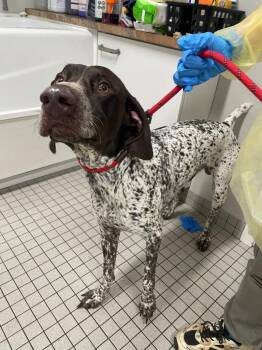 German Shorthaired Pointer Dogs Available for Adoption in Fall River, Massachusetts - Jack Daniel | PetCurious
