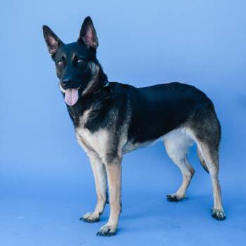 German Shepherd Dog Dogs Available for Adoption in Pasadena, California - COUTURE | PetCurious