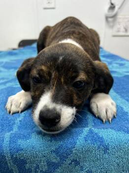 AAD New Arrival! Gertrude - 26153 -  Boxer and Hound Dog for Adoption in Armonk, New York - AAD New Arrival! Gertrude - 26153 | PetCurious