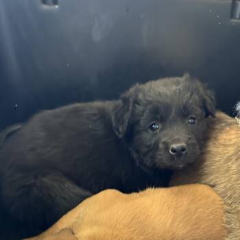 Collie and Retriever Dogs Available for Adoption - Kimmy | PetCurious