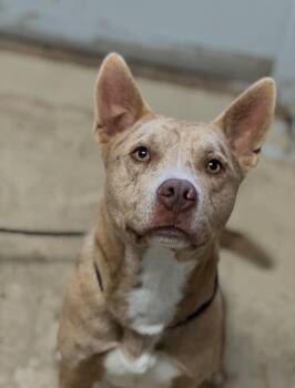 Spud -  American Staffordshire Terrier Dog for Adoption in Morgantown, Kentucky - Spud | PetCurious