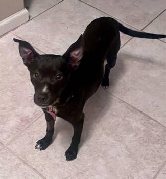 Chihuahua Dogs Available for Adoption - 26Summit | PetCurious