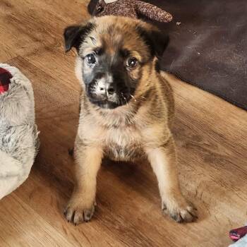 Ranger -  German Shepherd Dog Dog for Adoption in Brockport, New York - Ranger | PetCurious
