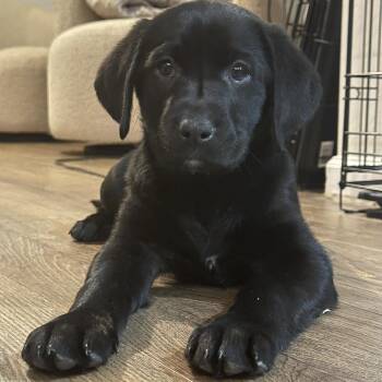Black Labrador Retriever and German Shepherd Dog Dogs Available for Adoption - Clover | PetCurious
