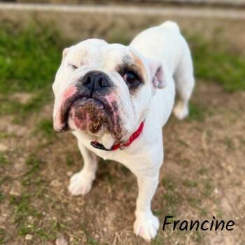 Francine -  English Bulldog Dog for Adoption in Shreveport, Louisiana - Francine | PetCurious