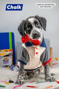Chalk -  Labrador Retriever and Hound Dog for Adoption in Sevierville, Tennessee - Chalk | PetCurious