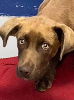Weasel (Wx2) -  Terrier Dog Available for Adoption in Hartsville, South Carolina - Weasel (Wx2) | PetCurious