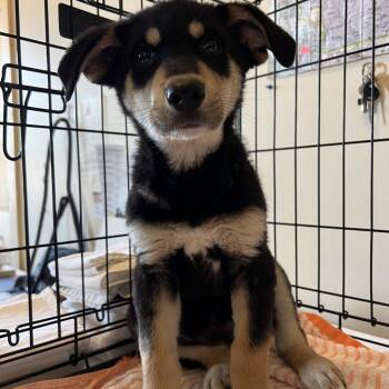 Reverie -  Mixed Breed Dog for Adoption in Moab, Utah - Reverie | PetCurious