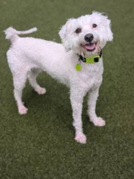 Tito -  Poodle Dog for Adoption in Middletown, Connecticut - Tito | PetCurious